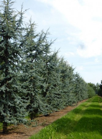 Cedrus libani 'Glauca', cedr libanonský 'Glauca', 200-250, bal
